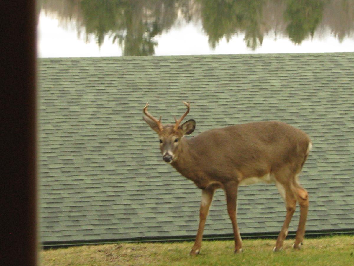 Pine Knoll Hotel Lakeside Lodge & Cabin Old Forge Luaran gambar